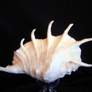 Giant Spyder Conch Shell (Lambis Truncata) 8-10" Beach Display Coastal Decorating Piece