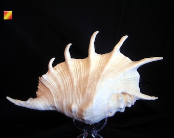 Giant Spyder Conch Shell (Lambis Truncata) 8-10" Beach Display Coastal Decorating Piece