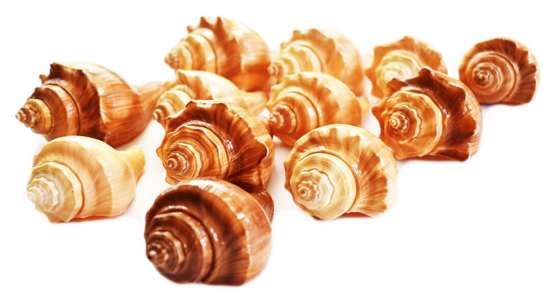 Set of 12 Vole Shells (melon Conch) About 3