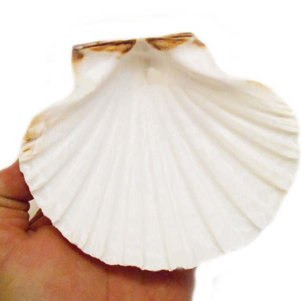 2 XX Large Real Irish Baking Scallop Shells (5" - 5 3/8") Restaurant Quality Beach Dining Decoupage (Limited Supply Available)