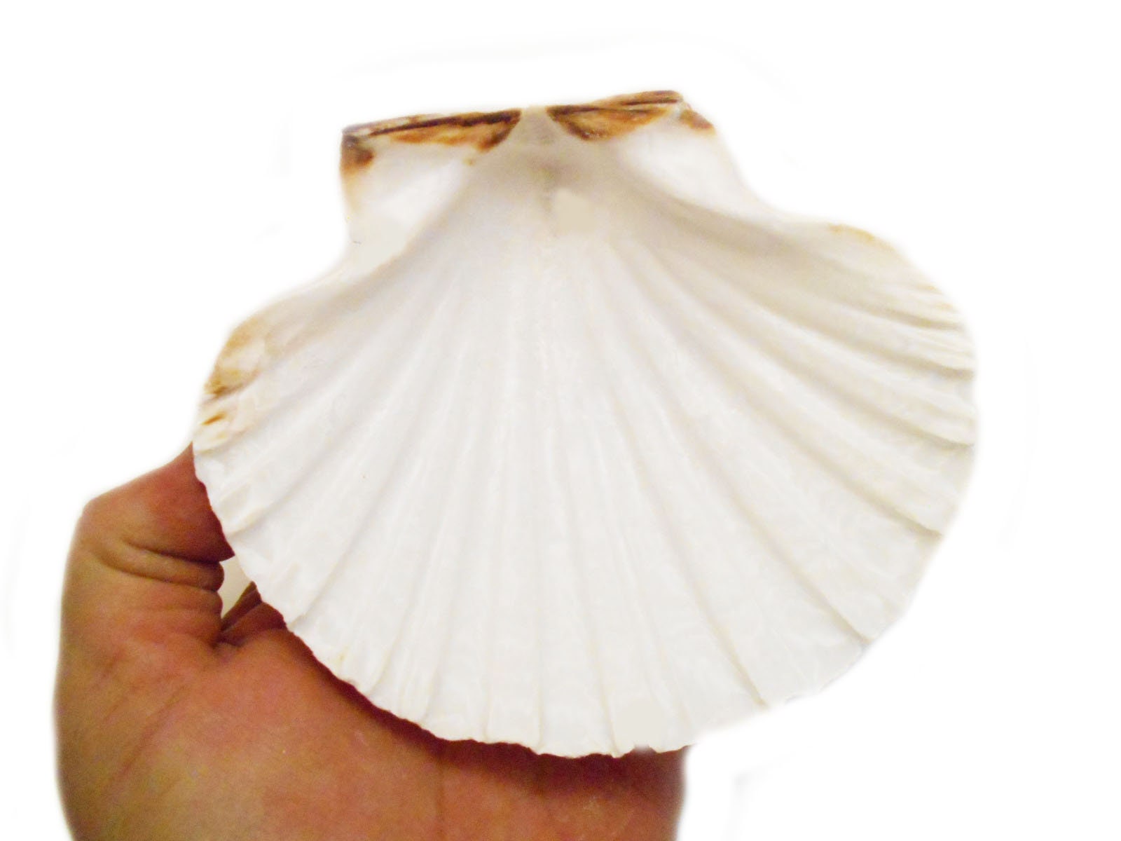 5 Scallop Shells, Craft Shells, Decoupage Shells, Painting, Shells