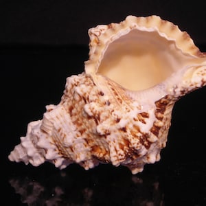 May include: A large, brown and white seashell with a wide opening. The shell has a textured surface and a pointed tip.
