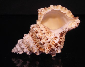 Pacific Lampas Shell Seashell 5"+  Beach Cottage Decor (Frog Bursa) Nautical