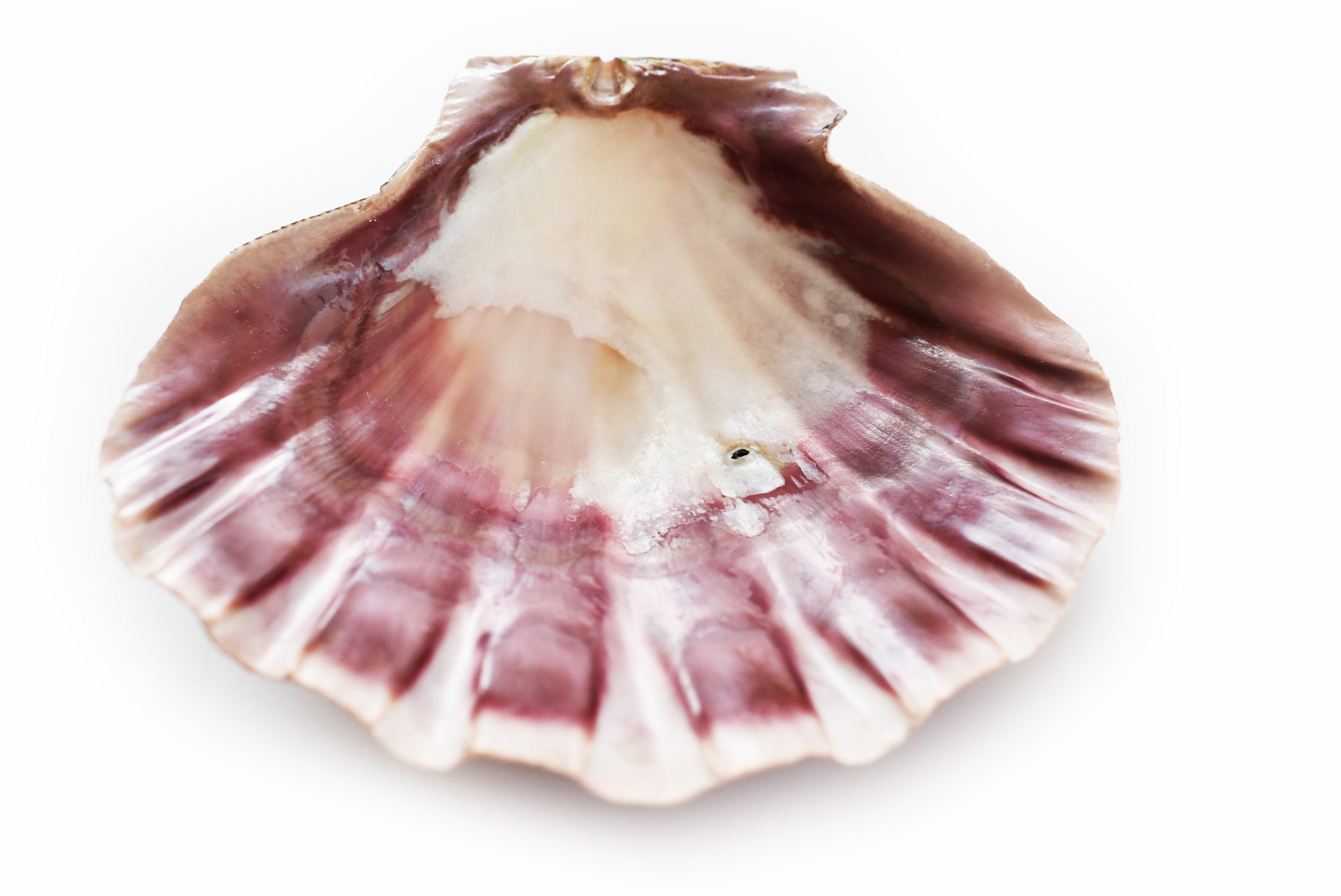 One Large Lions Paw Scallop 56 Seashell for Baking Etsy