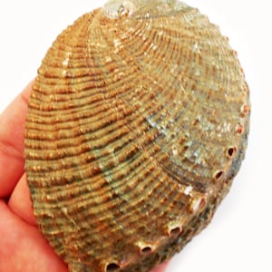 Large Green Abalone Shell 5-6&quot; Smudging Beach Cottage Decor Nautical Coastal