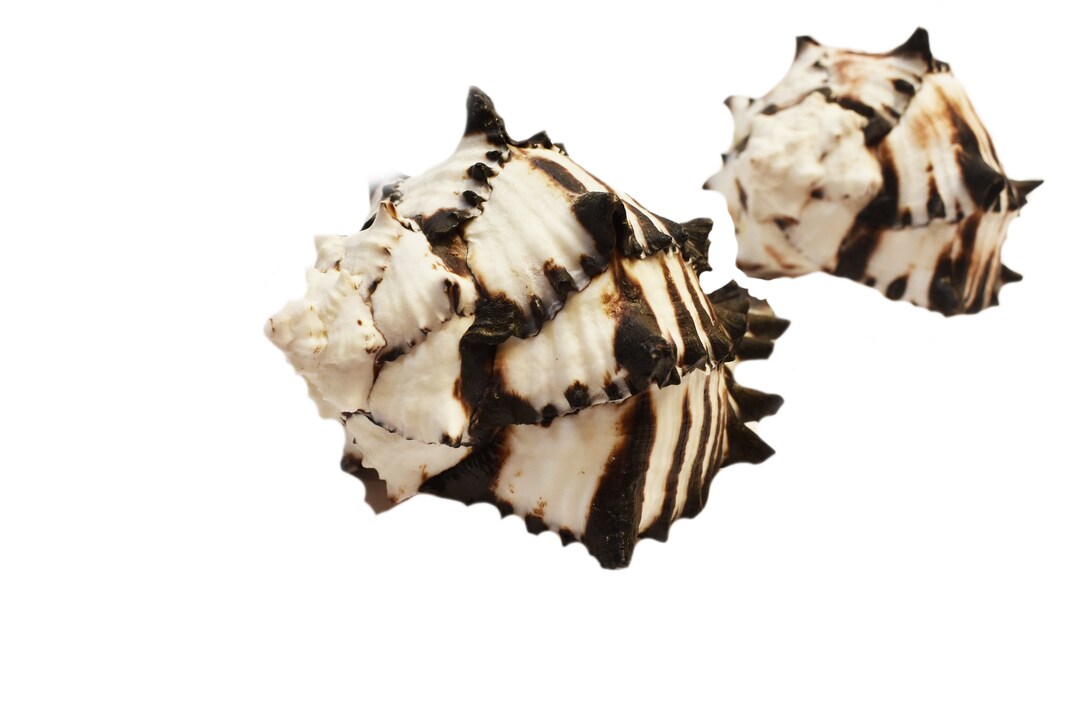 Set of 2 Black Murex Radix Shell Small 3-4