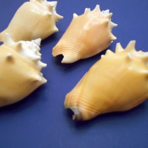 May include: Four seashells with a spiky, pointed design. The shells are a light beige color and have a smooth, glossy finish.
