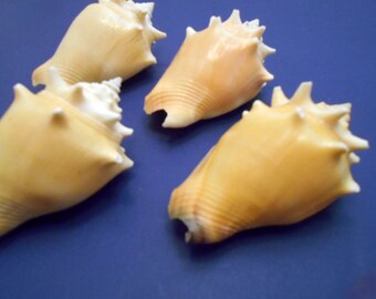 Set of 6: Unique Conch Roller Shells (2 1/2" - 3 1/2") Coastal Crafts and Nautical Decoration