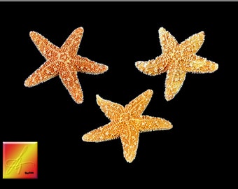 Set of 3 Cute Small Sugar Starfish (1" -  2")  Beach Wedding Decor Nautical Crafts Sea Star Coastal Coastal Cottage Star fish Natural Dried