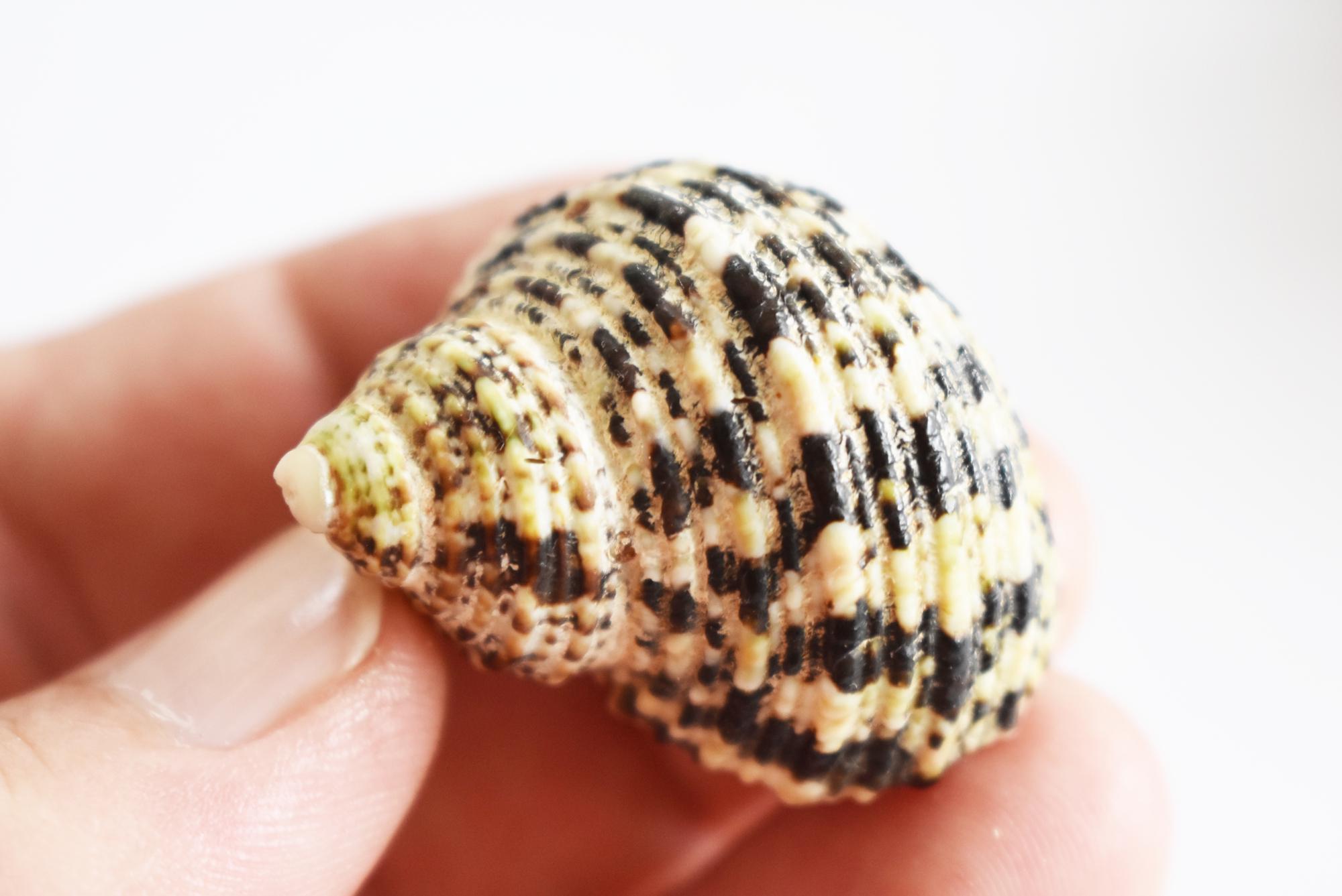 Capri Shells 30 Select Assorted Turbo Hermit Crab Shells Lot 1