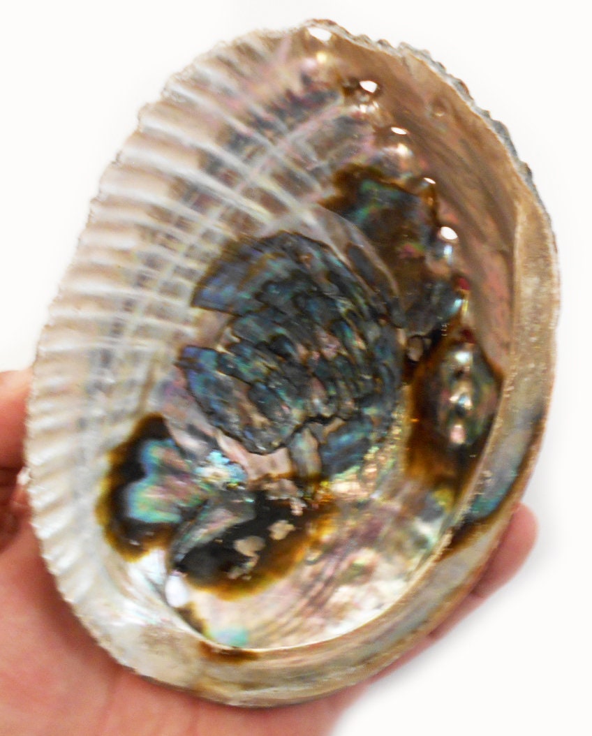 Large Green Abalone Shell 6-7 Inch Smudging Beach Cottage Decor ...