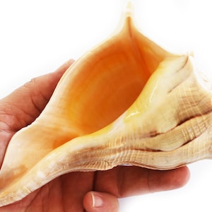 Large "Left Handed" Lightning Whelk Shell (6") Seashell Beach Decor Native American Crafts - Spiritual (Bosycon Sinistra)