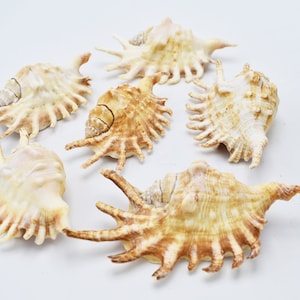 May include: A collection of six seashells with a spiky, intricate design. The shells are a light beige color with brown accents.