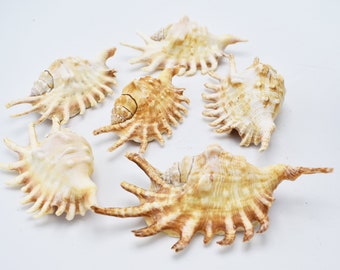 Set of 6: Beautiful Spider Conch Shell (Lambis Milipeda) 4-5" Beach Decor Display