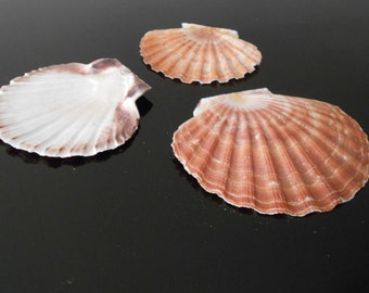 Set of 3 Large Irish Flat Scallops Shells Seashells 4"+ Crafts Beach Cottage