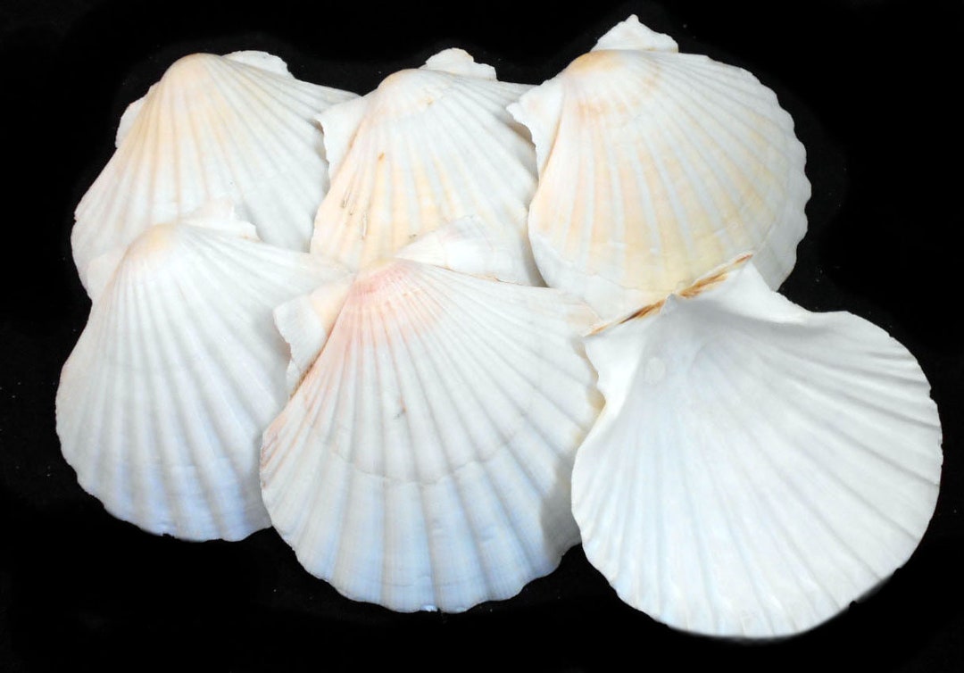 6 Real Irish Baking Scallop Shells (3 1/2 - 3 7/8
