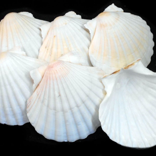 6 Real Irish Baking Scallop Shells (3 1/2 - 3 7/8") Restaurant Quality Beach Dining Decoupage