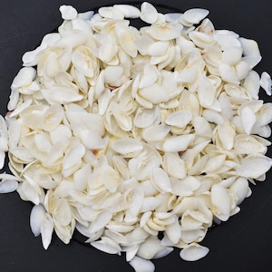 May include: A pile of small, white seashells. The shells are smooth and have a pearlescent sheen.