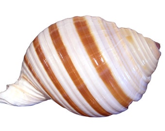 May include: A white seashell with brown stripes. The shell is smooth and glossy.