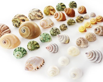 35 Shell Hermit Crab Set Assorted for Small Hermit Crabs (1/4-1 1/4" opening)