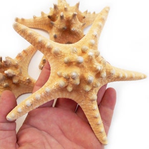 One X-Large Knobby Starfish (5-6&quot;) Natural Beach Crafts Nautical Home Coastal Cottage Kids Crafts
