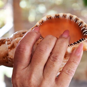May include: A large, tan conch shell with a brown and white pattern. The shell is held up to a person's mouth, suggesting it is being used as a horn. The interior of the shell is a warm orange color.