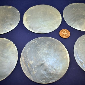 May include: Six gray, oval-shaped shells are arranged on a dark blue surface. A copper penny is placed near the center for size comparison. The shells have a pearlescent sheen and a textured surface.