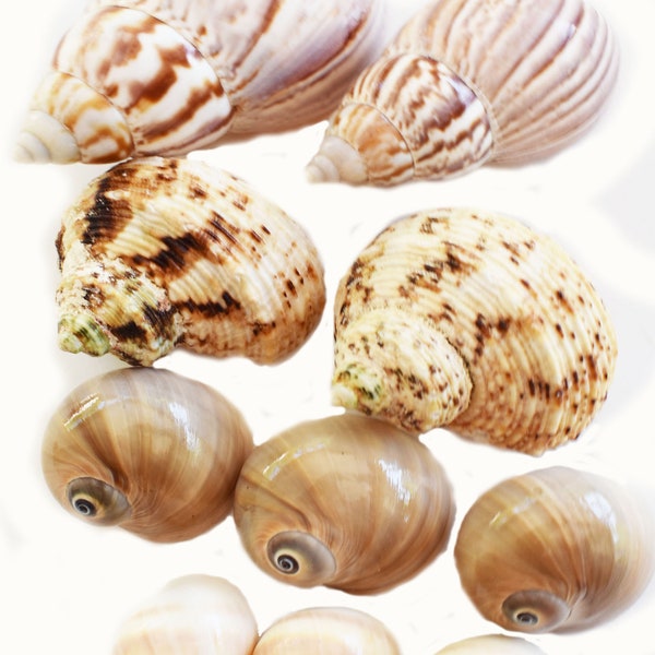 10 Hermit Crab Changing Shell Set Medium Size Select Turbo / Land Snail Shells