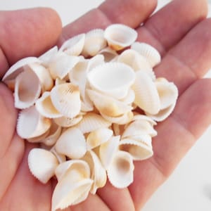 4oz (200) Tiny White Granosa Shells 1/2-3/4" Beach Crafts Wedding Decor Nautical
