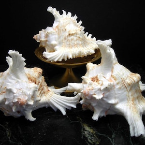 May include: Three white seashells with brown and orange markings. The shells are arranged on a gold pedestal against a black background.