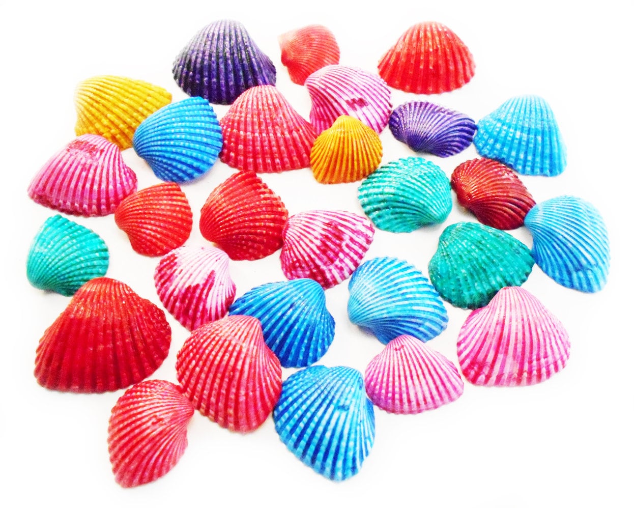 BULK 1 Lb (500+) Small Dyed Ark Shells Seashells (1/2-3/4