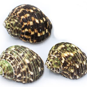 May include: Three seashells with a brown, green, and white striped pattern. The shells are arranged in a triangular shape on a white background.