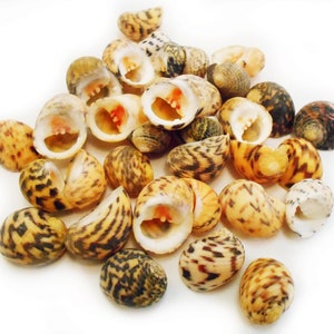 100 small Bleeding Tooth Shells Seashells (1/2&quot; - 1&quot;) Nerita Peloronta for Shell Crafts and Beach / Coastal Decor