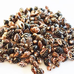 1 lb Tiny Nassa Columbella Mini Shells (7-14 mm) Beach Arts Crafts Hobby BULK