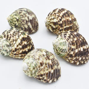 5 Hermit Crab Changing Shell Set Medium Size Select Turbo Shells 3/4&quot;-1&quot; open.
