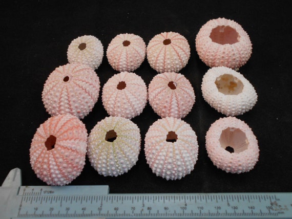 Set Of 12 Pink Sea Urchin Shells Crafts Beach Nautical Decor Etsy