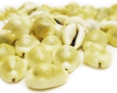 50 Hand Picked Money Cowrie Shells Seashells 1 2 quot -1 quot Crafts Beach Wedding Decor Nautical Coastal Cottage Crafting - Not Drilled