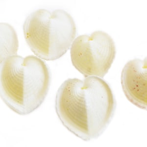 Set of 12 Beautiful Small White True Heart Cockle Shells (1" - 1 1/2") Beach Wedding Crafts Decor LG