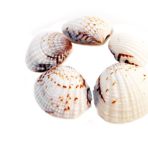 3.5 oz clam shell, black or white , wax melts clam shell,black clam shell,  white clam shell