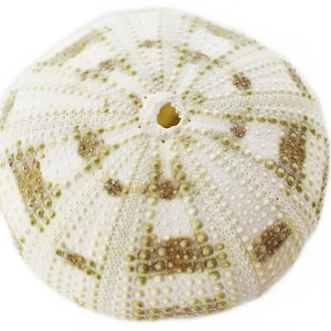 May include: A white sea urchin shell with a brown and green pattern. The shell has a small hole in the center.