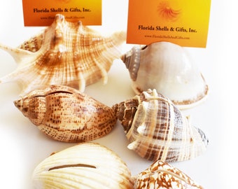 Set of 30 Tropical Seashell Place Card Holders Beach Wedding Favors Nautical Party Decor Table Sets Shabby Chic