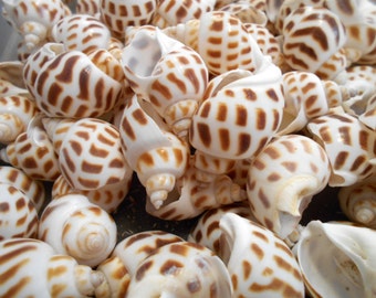 Set of 24 Babylonia Areolata Shells Seashells 1" - 1 1/2" for Crafts and Hermit Crabs