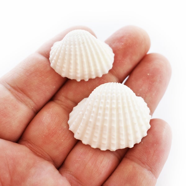 50 Beautiful Small White Ark Shells (1" - 1 1/2") Beach Wedding Decor Arts Crafts Vase Filling