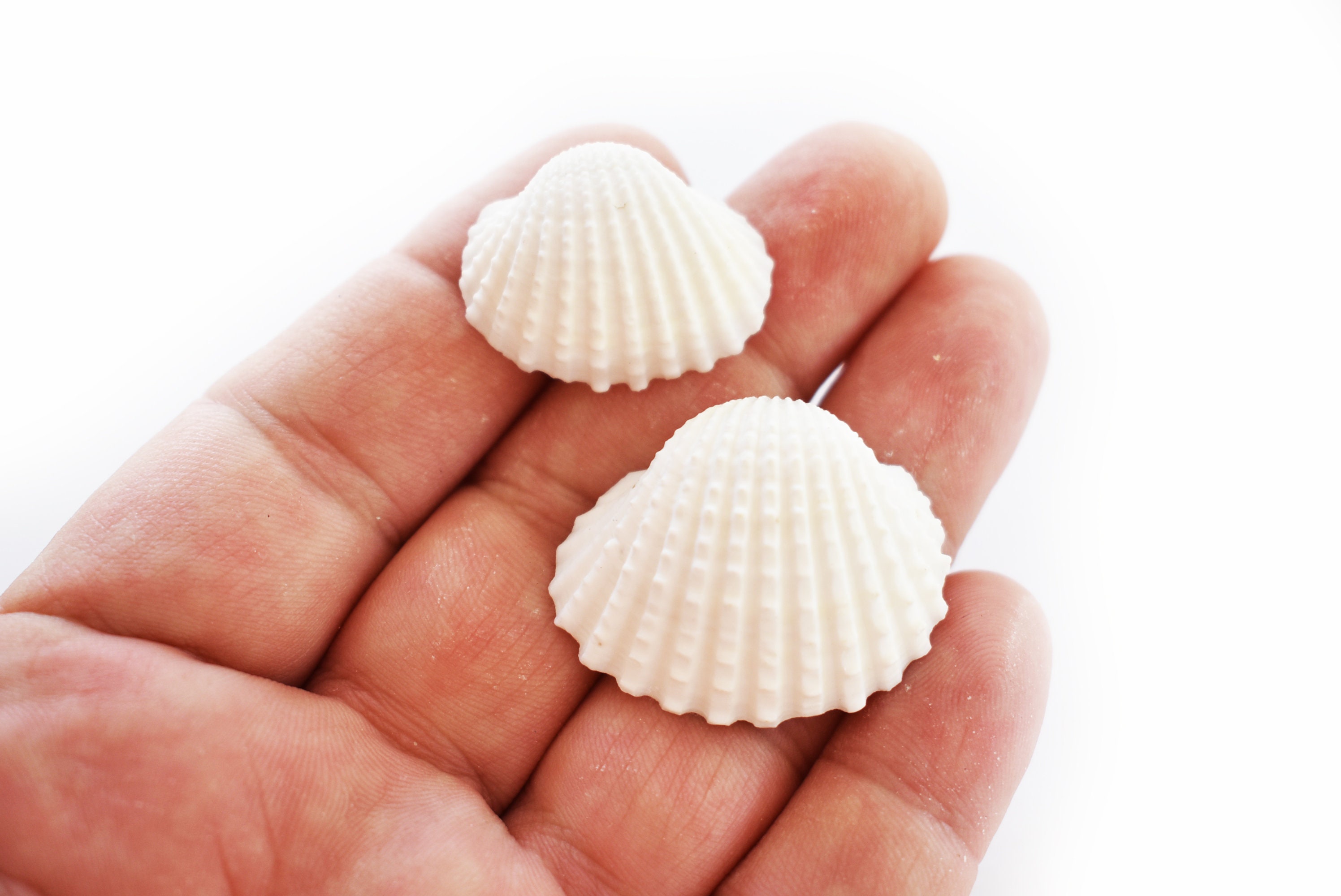 White Sea Shell Mix Beach 18 Pieces Wedding Decor Sea Shells Bulk