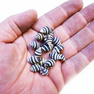 100 tiny Bee Hive Mini Shells 1/4" -1/2" Engina Mendicaria Seashell Craft Hobby image 2
