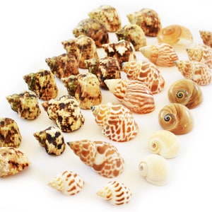 May include: A collection of seashells in various sizes, shapes, and colors. The shells are arranged in a diagonal line, with the largest shells at the top and the smallest shells at the bottom. The shells are a mix of brown, white, and tan.