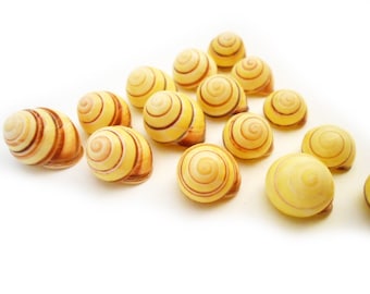 12 Striped Yellow Land Snail Shells Seashells Sea Shell (3/4" - 1") Beach Crafts Nautical Decor Hermit Crabs