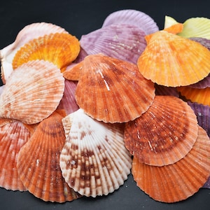 May include: A collection of colorful scallop shells in shades of orange, pink, and purple. The shells are arranged in a pile, with some overlapping.