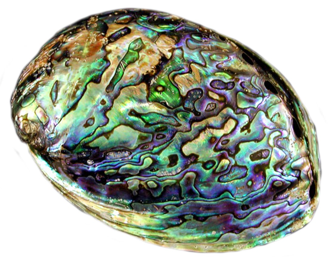 Stunning Polished Paua Abalone Shell new Zealand 5 Smudging Beach
