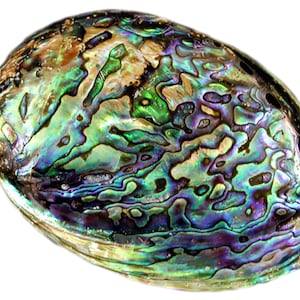May include: A close-up of a large, iridescent abalone shell with a green, blue, and purple color pattern. The shell has a smooth, rounded shape and a slightly textured surface.